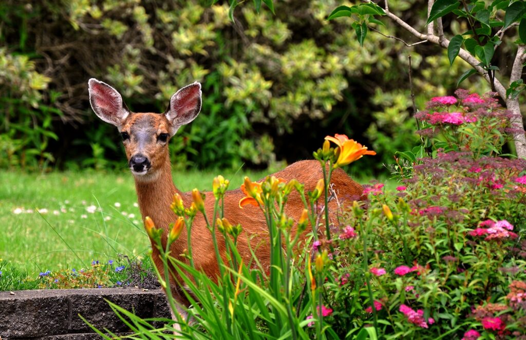 How To Stop Deer From Eating My Flowers?